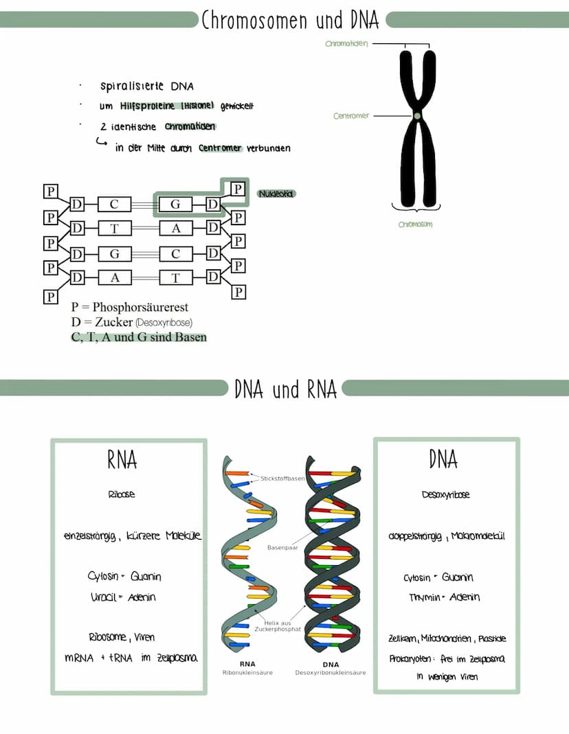 Genetik
Speicherung, Verdopplung und Realisierung der Erbinformationen.
neu synthetisiertes Protein.
Aminosäuren
tRNA
mRNA
große
Unter-
einh