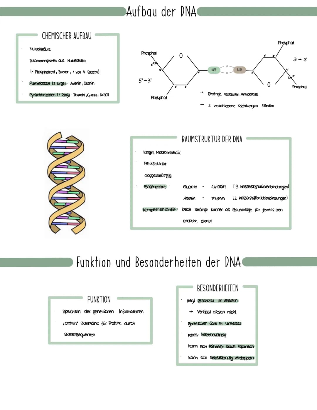 Genetik
Speicherung, Verdopplung und Realisierung der Erbinformationen.
neu synthetisiertes Protein.
Aminosäuren
tRNA
mRNA
große
Unter-
einh