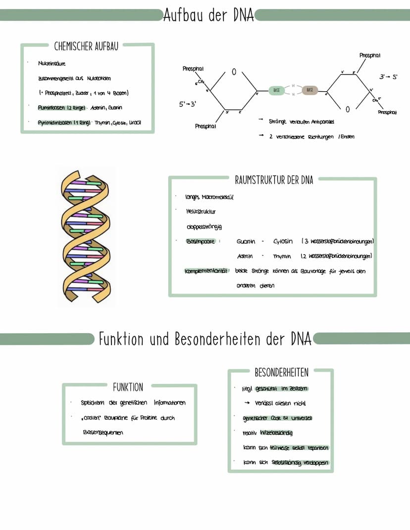 Genetik
Speicherung, Verdopplung und Realisierung der Erbinformationen.
neu synthetisiertes Protein.
Aminosäuren
tRNA
mRNA
große
Unter-
einh