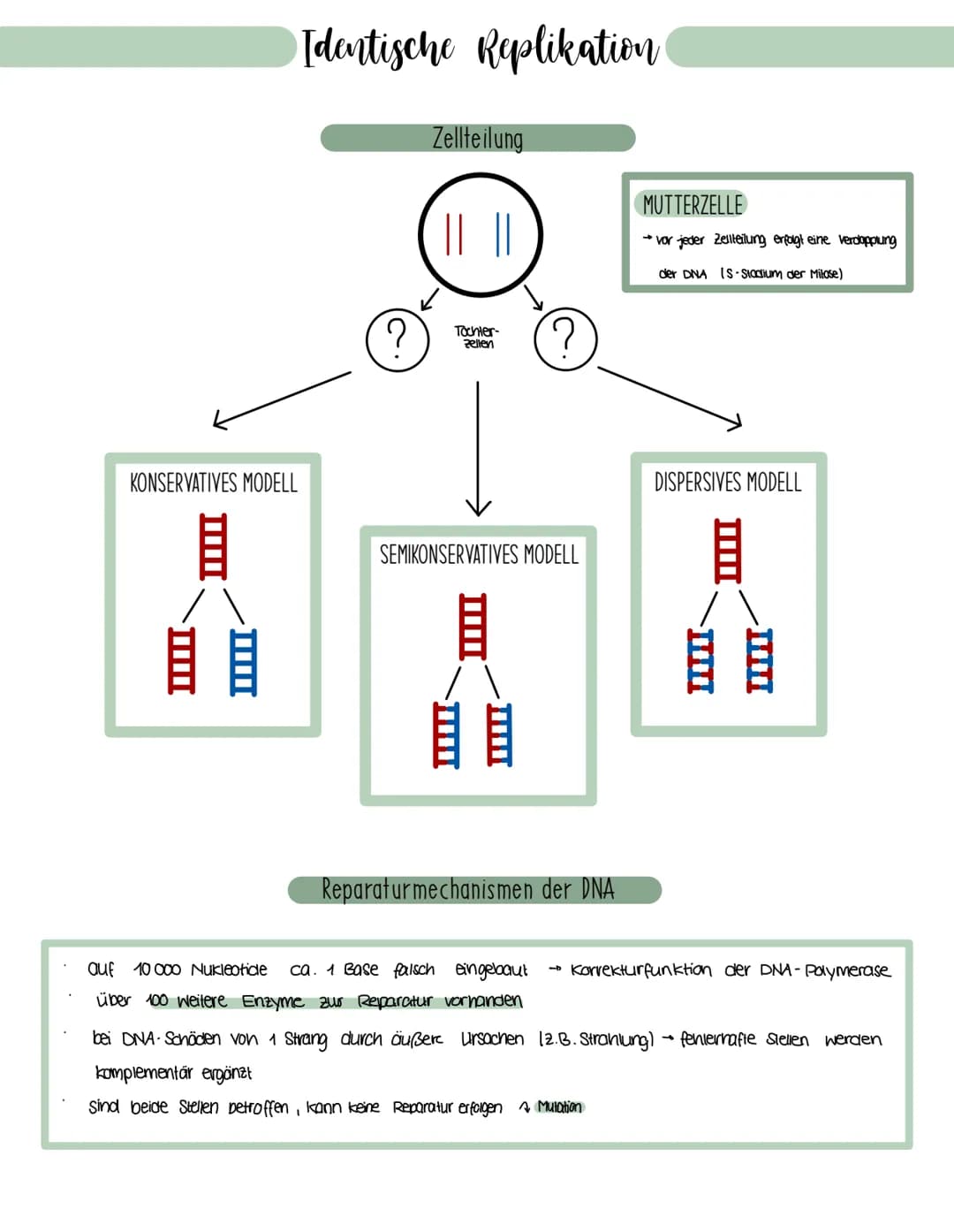 Genetik
Speicherung, Verdopplung und Realisierung der Erbinformationen.
neu synthetisiertes Protein.
Aminosäuren
tRNA
mRNA
große
Unter-
einh