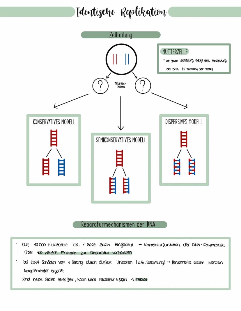 Genetik
Speicherung, Verdopplung und Realisierung der Erbinformationen.
neu synthetisiertes Protein.
Aminosäuren
tRNA
mRNA
große
Unter-
einh