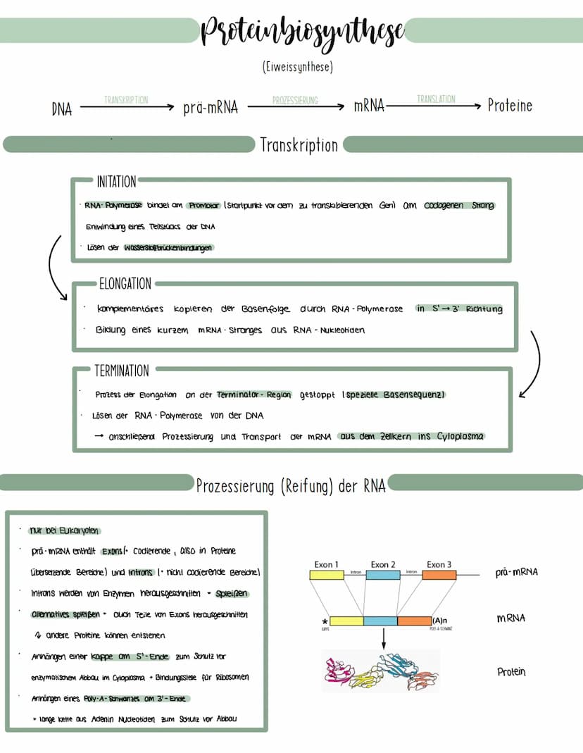 Genetik
Speicherung, Verdopplung und Realisierung der Erbinformationen.
neu synthetisiertes Protein.
Aminosäuren
tRNA
mRNA
große
Unter-
einh