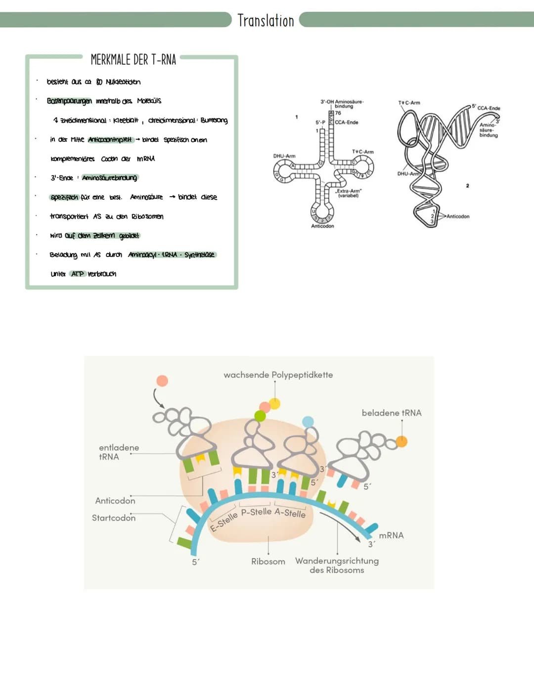 Genetik
Speicherung, Verdopplung und Realisierung der Erbinformationen.
neu synthetisiertes Protein.
Aminosäuren
tRNA
mRNA
große
Unter-
einh