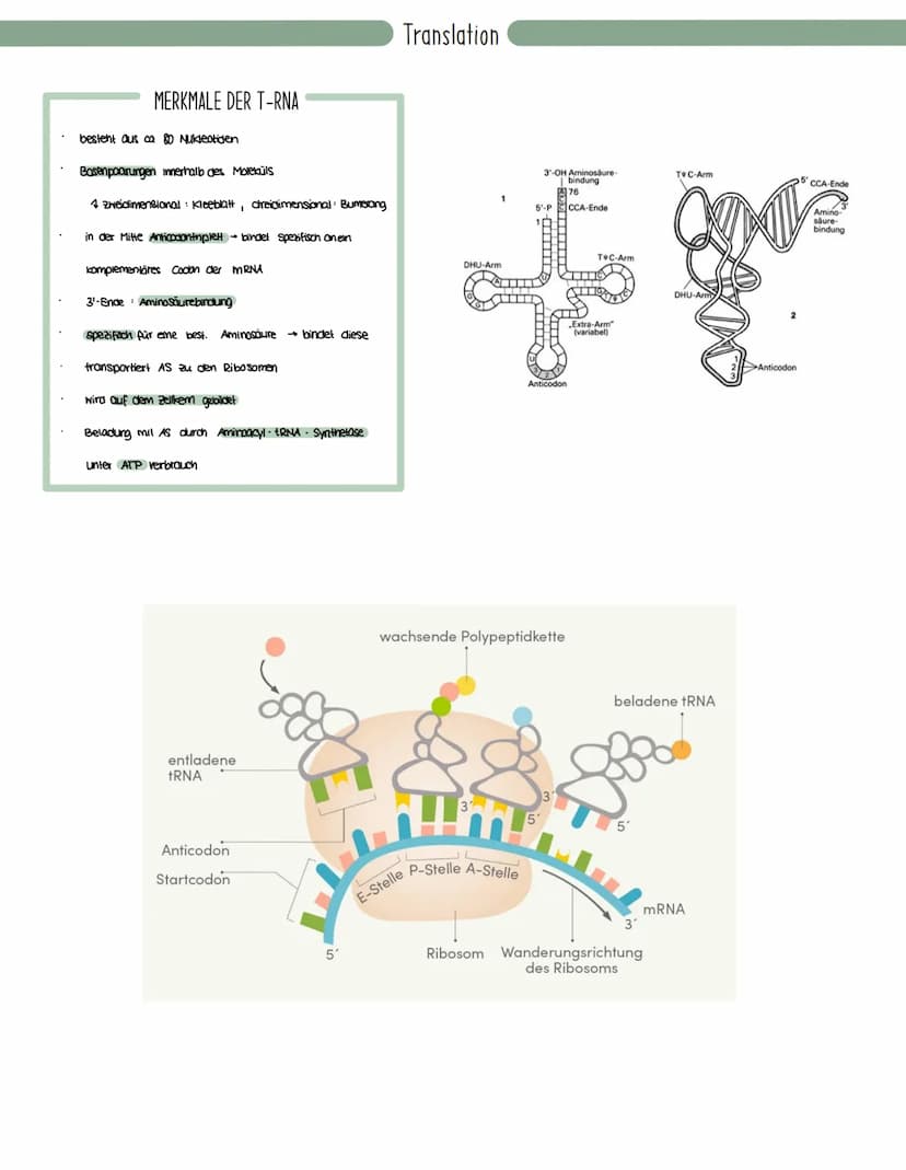 Genetik
Speicherung, Verdopplung und Realisierung der Erbinformationen.
neu synthetisiertes Protein.
Aminosäuren
tRNA
mRNA
große
Unter-
einh