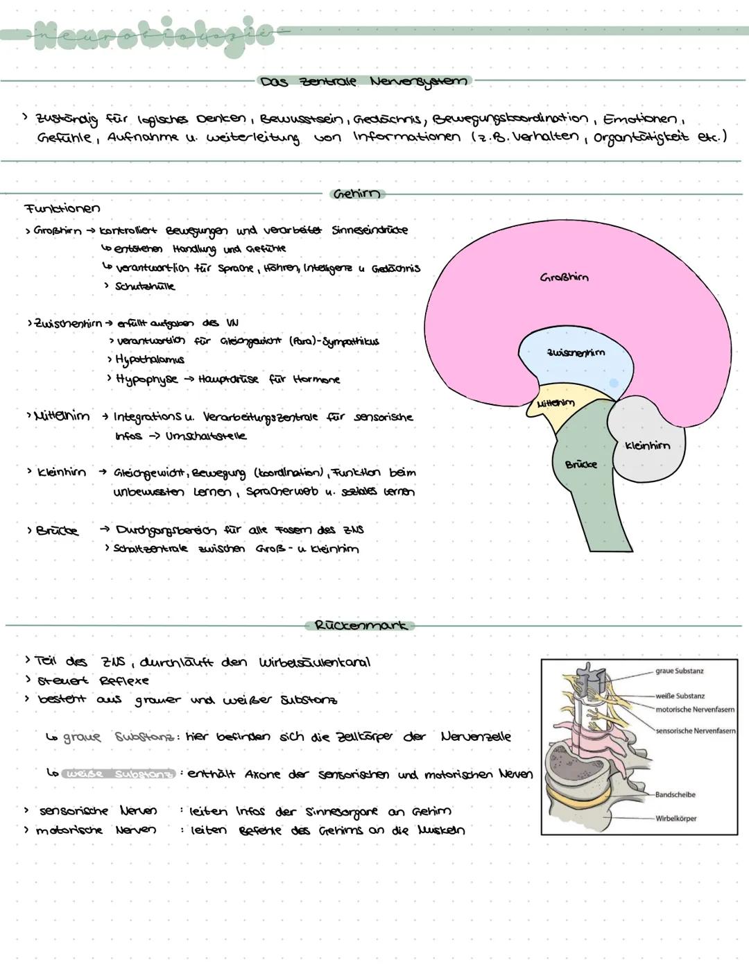 -Neurobiologie-
› Zuständig für logisches Denken, Bewusstsein, Gedächnis, Bewegungskoordination, Emotionen,
Gefühle, Aufnahme u. weiterleitu