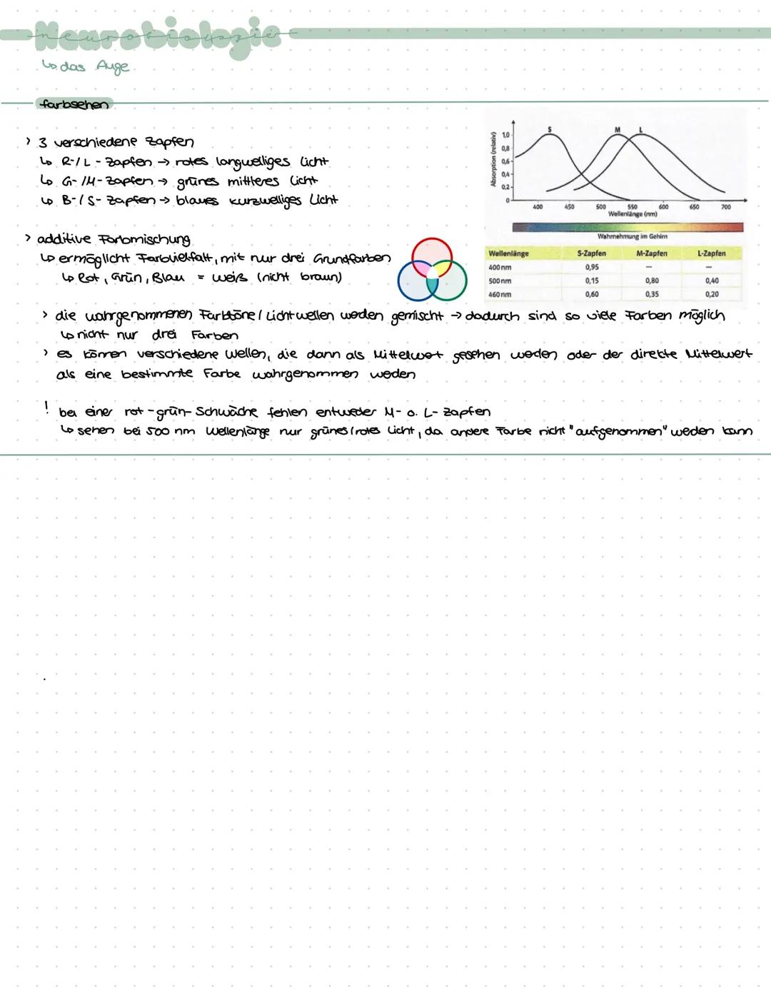 -Neurobiologie-
› Zuständig für logisches Denken, Bewusstsein, Gedächnis, Bewegungskoordination, Emotionen,
Gefühle, Aufnahme u. weiterleitu