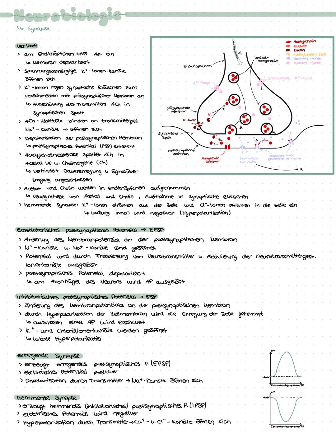 -Neurobiologie-
› Zuständig für logisches Denken, Bewusstsein, Gedächnis, Bewegungskoordination, Emotionen,
Gefühle, Aufnahme u. weiterleitu