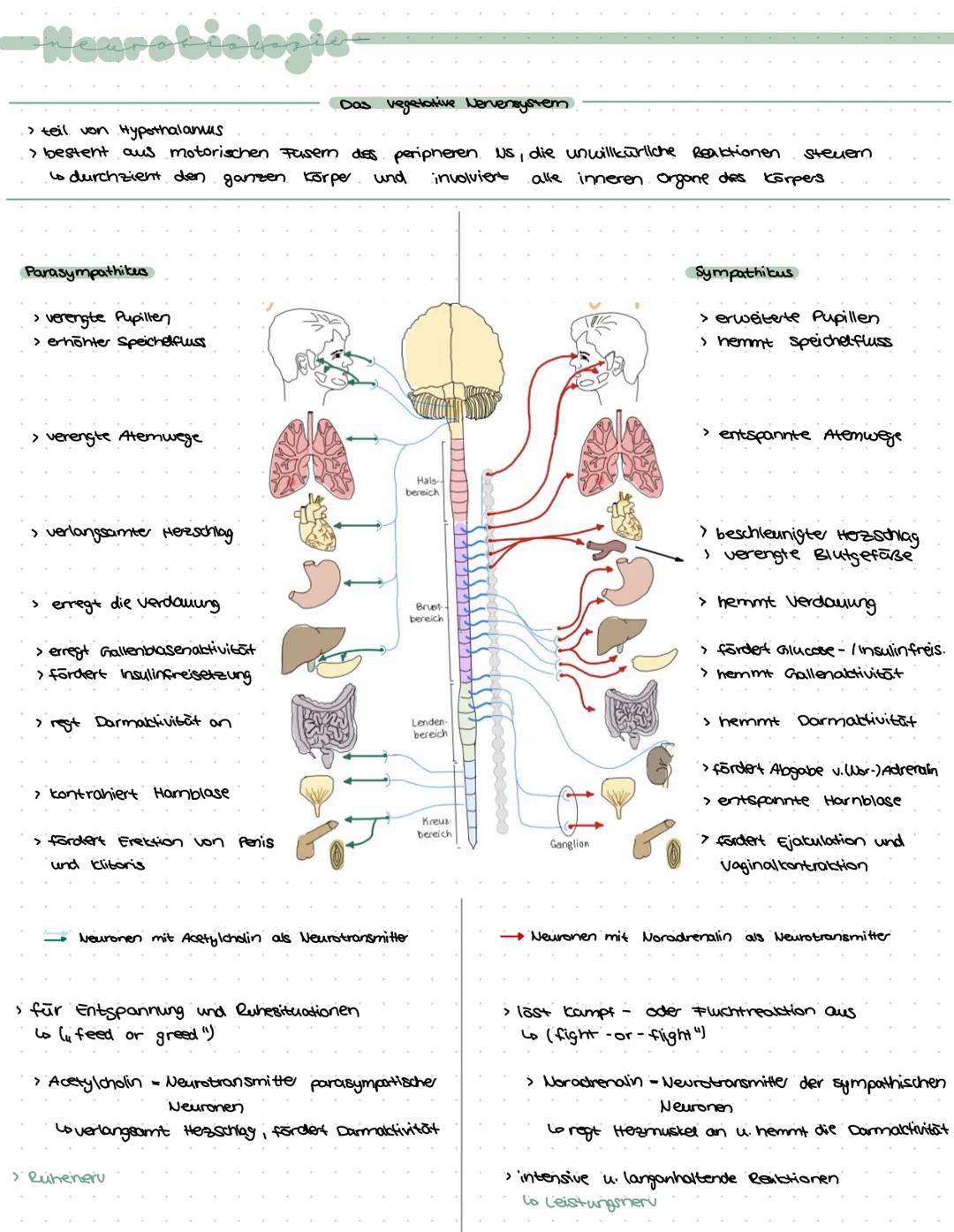 -Neurobiologie-
› Zuständig für logisches Denken, Bewusstsein, Gedächnis, Bewegungskoordination, Emotionen,
Gefühle, Aufnahme u. weiterleitu