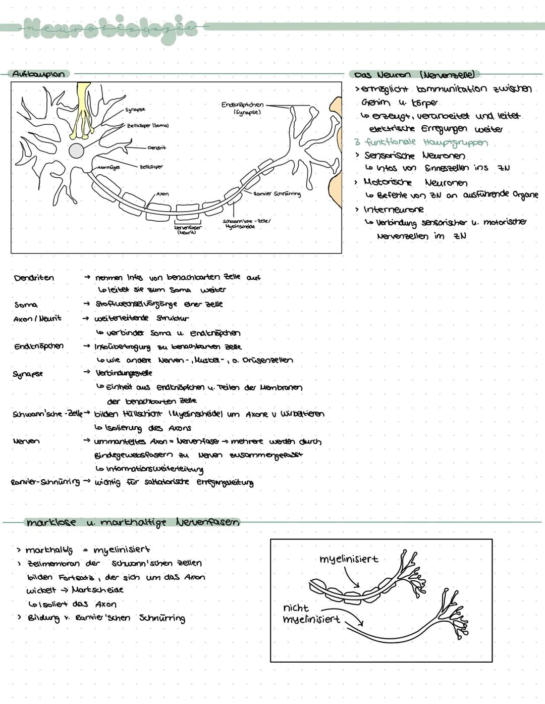 -Neurobiologie-
› Zuständig für logisches Denken, Bewusstsein, Gedächnis, Bewegungskoordination, Emotionen,
Gefühle, Aufnahme u. weiterleitu