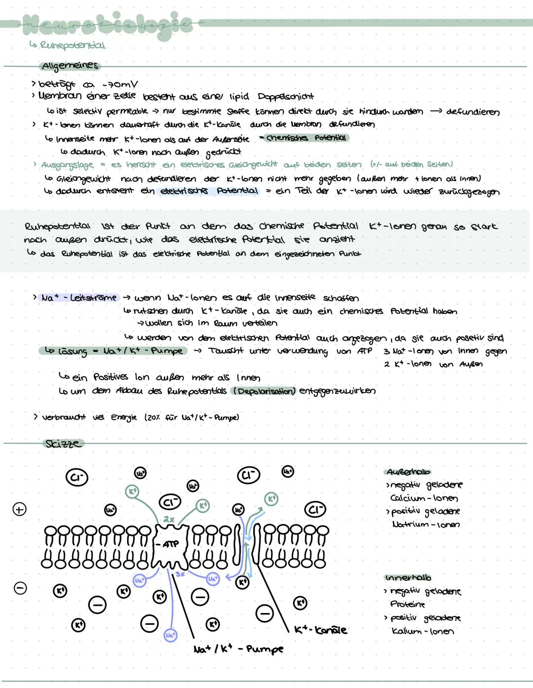 -Neurobiologie-
› Zuständig für logisches Denken, Bewusstsein, Gedächnis, Bewegungskoordination, Emotionen,
Gefühle, Aufnahme u. weiterleitu