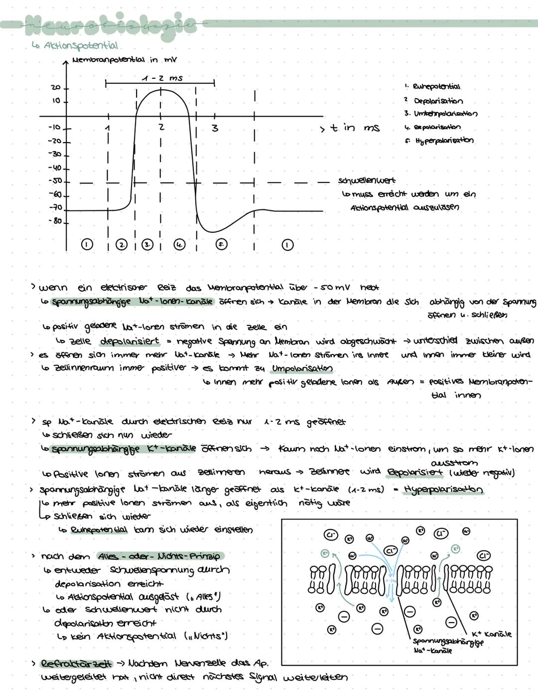 -Neurobiologie-
› Zuständig für logisches Denken, Bewusstsein, Gedächnis, Bewegungskoordination, Emotionen,
Gefühle, Aufnahme u. weiterleitu