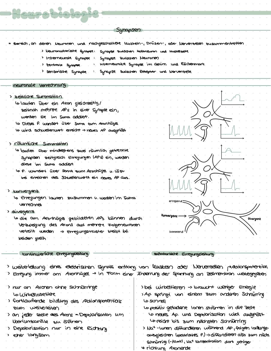 -Neurobiologie-
› Zuständig für logisches Denken, Bewusstsein, Gedächnis, Bewegungskoordination, Emotionen,
Gefühle, Aufnahme u. weiterleitu