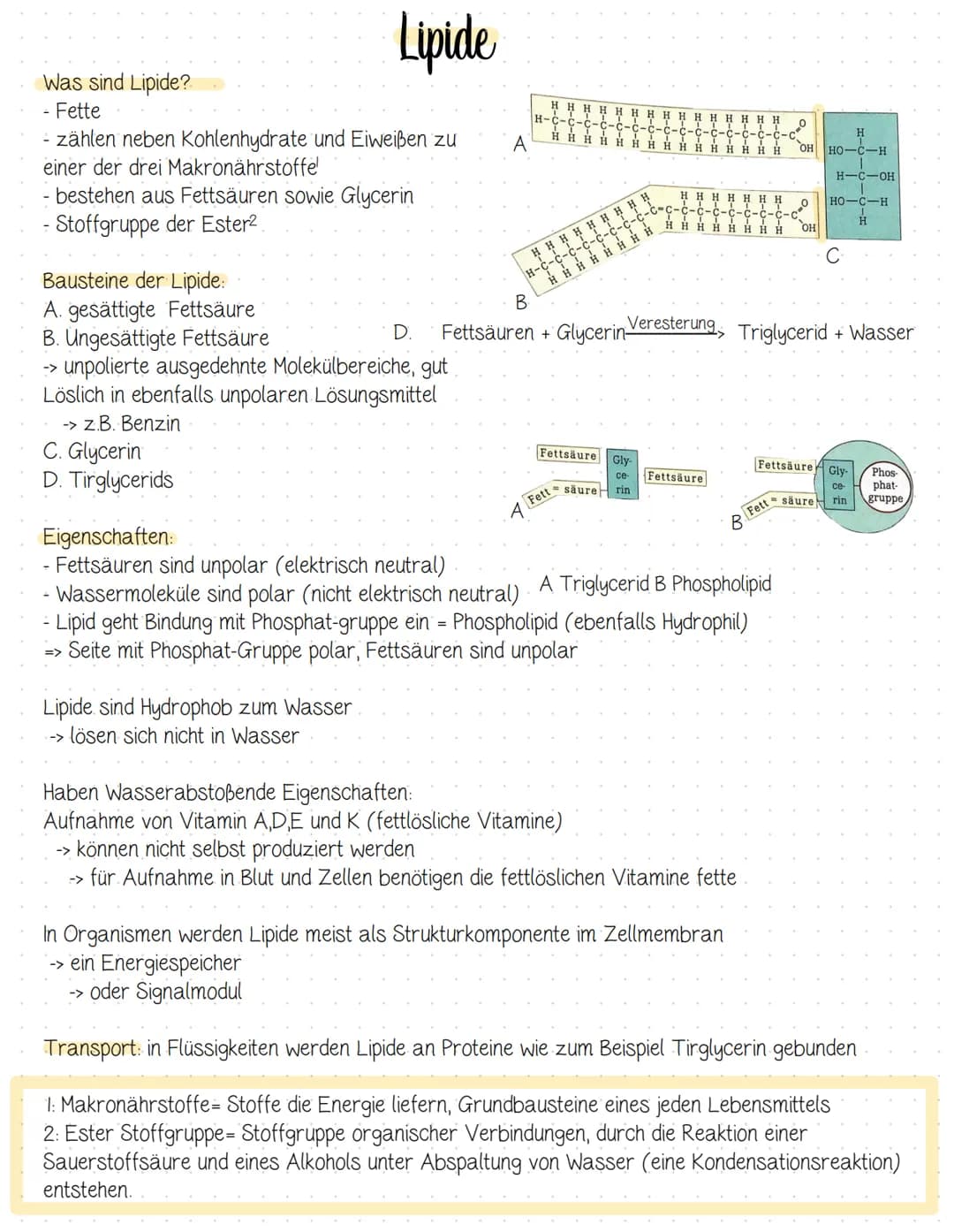 Lipide
Was sind Lipide?
- Fette
- zählen neben Kohlenhydrate und Eiweißen zu
einer der drei Makronährstoffe
- bestehen aus Fettsäuren sowie 