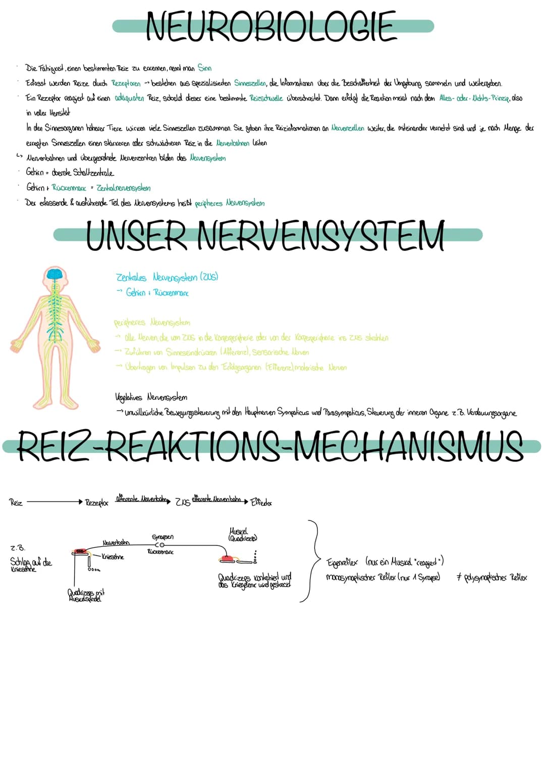 NEUROBIOLOGIE
Die Fähigkeit, einen bestimmten Reiz zu
erkennen, nennt man Sinn
Erfasst werden Reize durch Rezeptoren bestehen aus Spezialisi