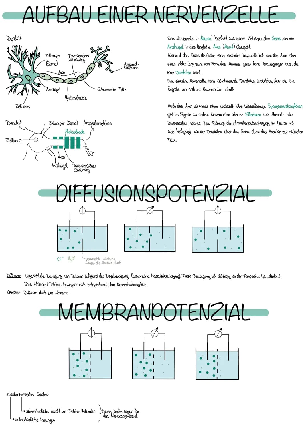 NEUROBIOLOGIE
Die Fähigkeit, einen bestimmten Reiz zu
erkennen, nennt man Sinn
Erfasst werden Reize durch Rezeptoren bestehen aus Spezialisi
