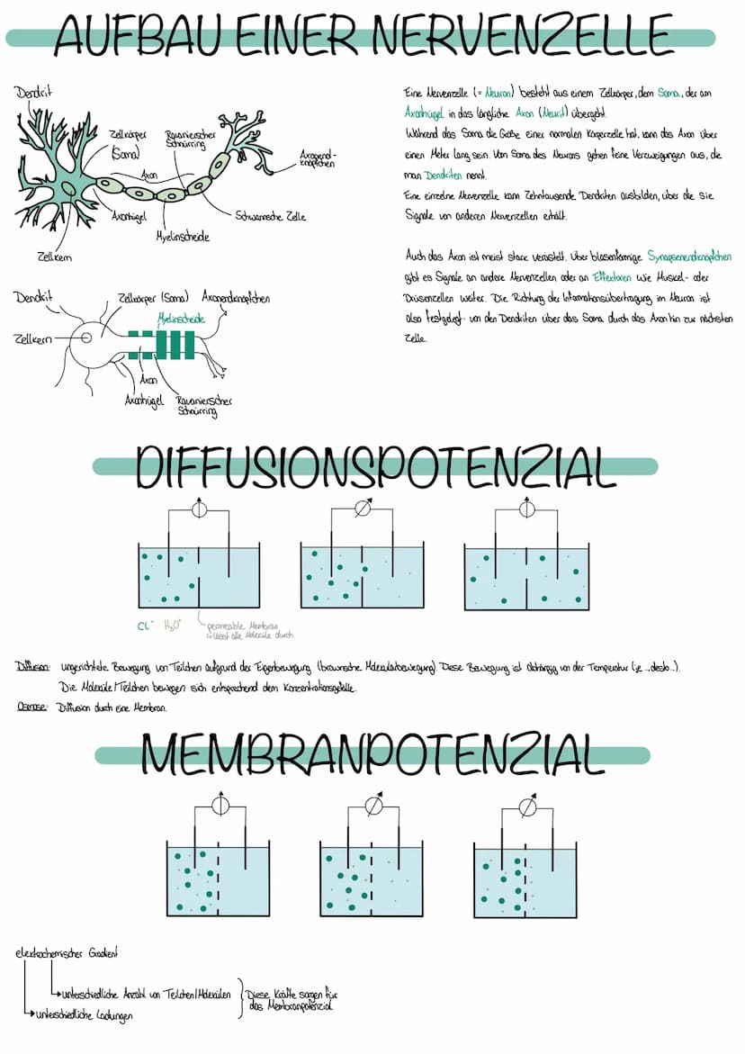 NEUROBIOLOGIE
Die Fähigkeit, einen bestimmten Reiz zu
erkennen, nennt man Sinn
Erfasst werden Reize durch Rezeptoren bestehen aus Spezialisi