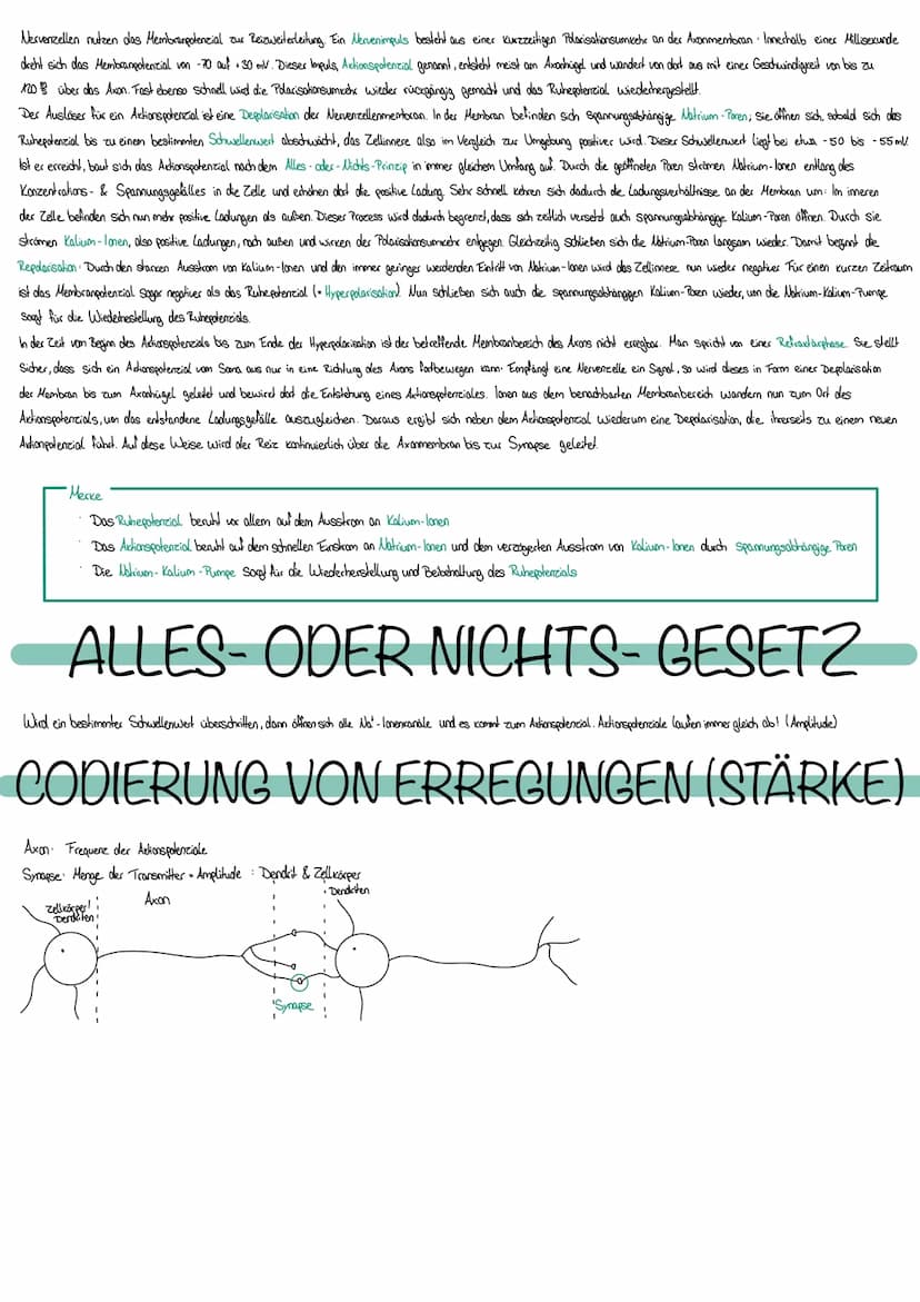 NEUROBIOLOGIE
Die Fähigkeit, einen bestimmten Reiz zu
erkennen, nennt man Sinn
Erfasst werden Reize durch Rezeptoren bestehen aus Spezialisi