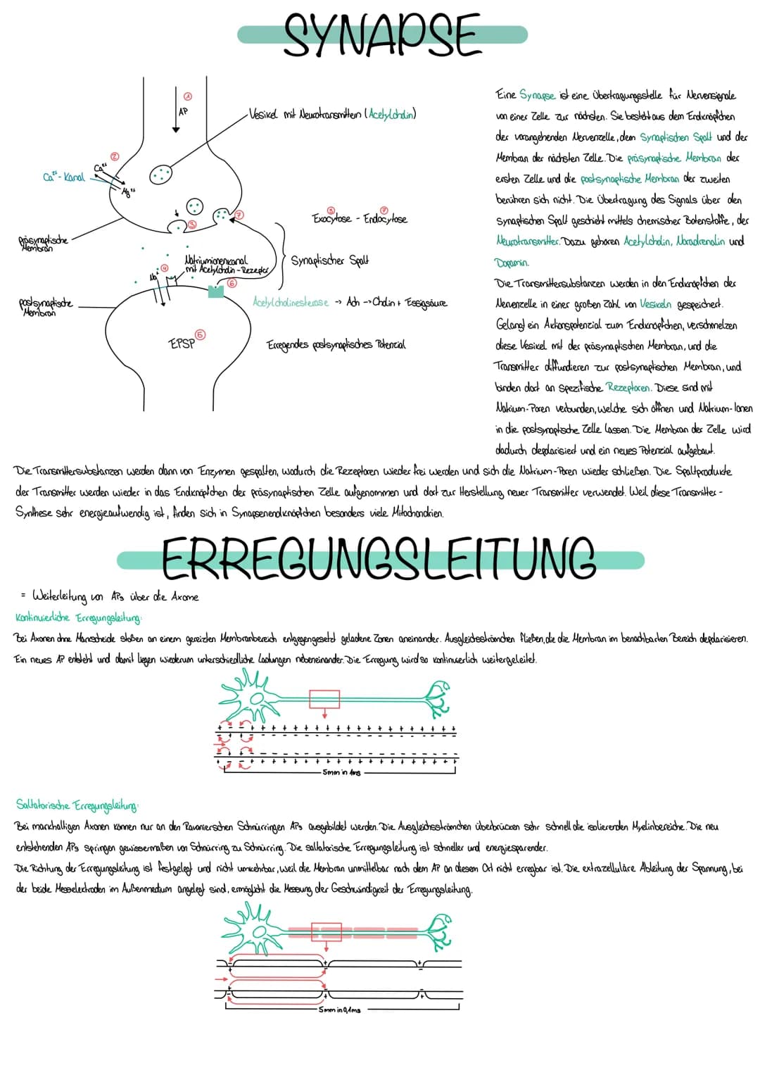 NEUROBIOLOGIE
Die Fähigkeit, einen bestimmten Reiz zu
erkennen, nennt man Sinn
Erfasst werden Reize durch Rezeptoren bestehen aus Spezialisi