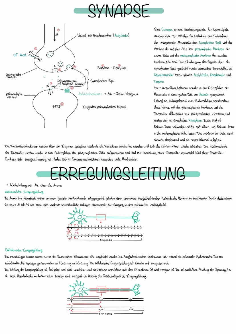 NEUROBIOLOGIE
Die Fähigkeit, einen bestimmten Reiz zu
erkennen, nennt man Sinn
Erfasst werden Reize durch Rezeptoren bestehen aus Spezialisi