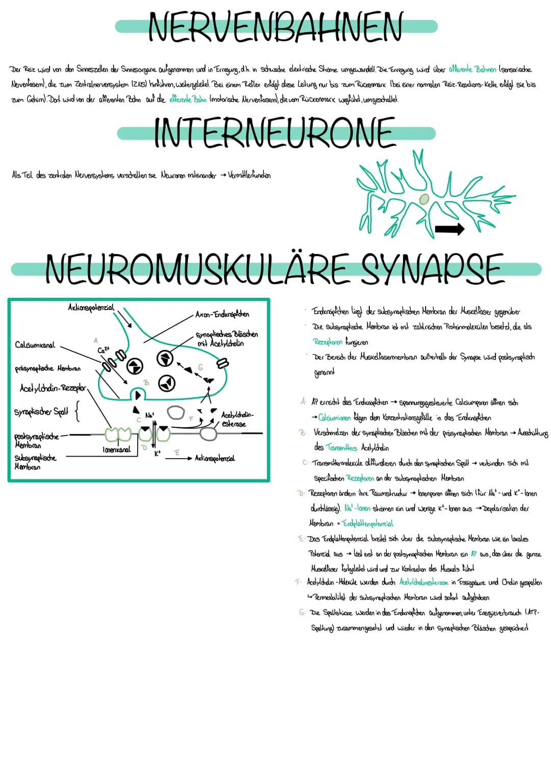 NEUROBIOLOGIE
Die Fähigkeit, einen bestimmten Reiz zu
erkennen, nennt man Sinn
Erfasst werden Reize durch Rezeptoren bestehen aus Spezialisi