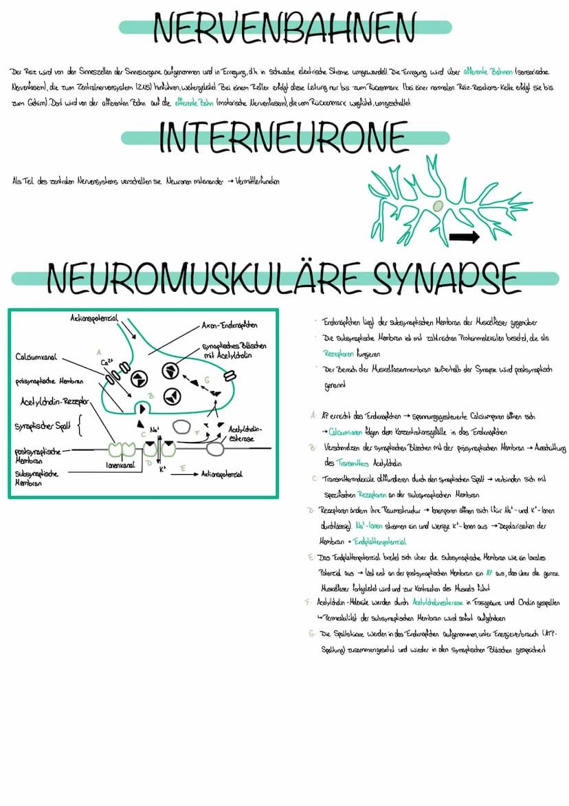 NEUROBIOLOGIE
Die Fähigkeit, einen bestimmten Reiz zu
erkennen, nennt man Sinn
Erfasst werden Reize durch Rezeptoren bestehen aus Spezialisi