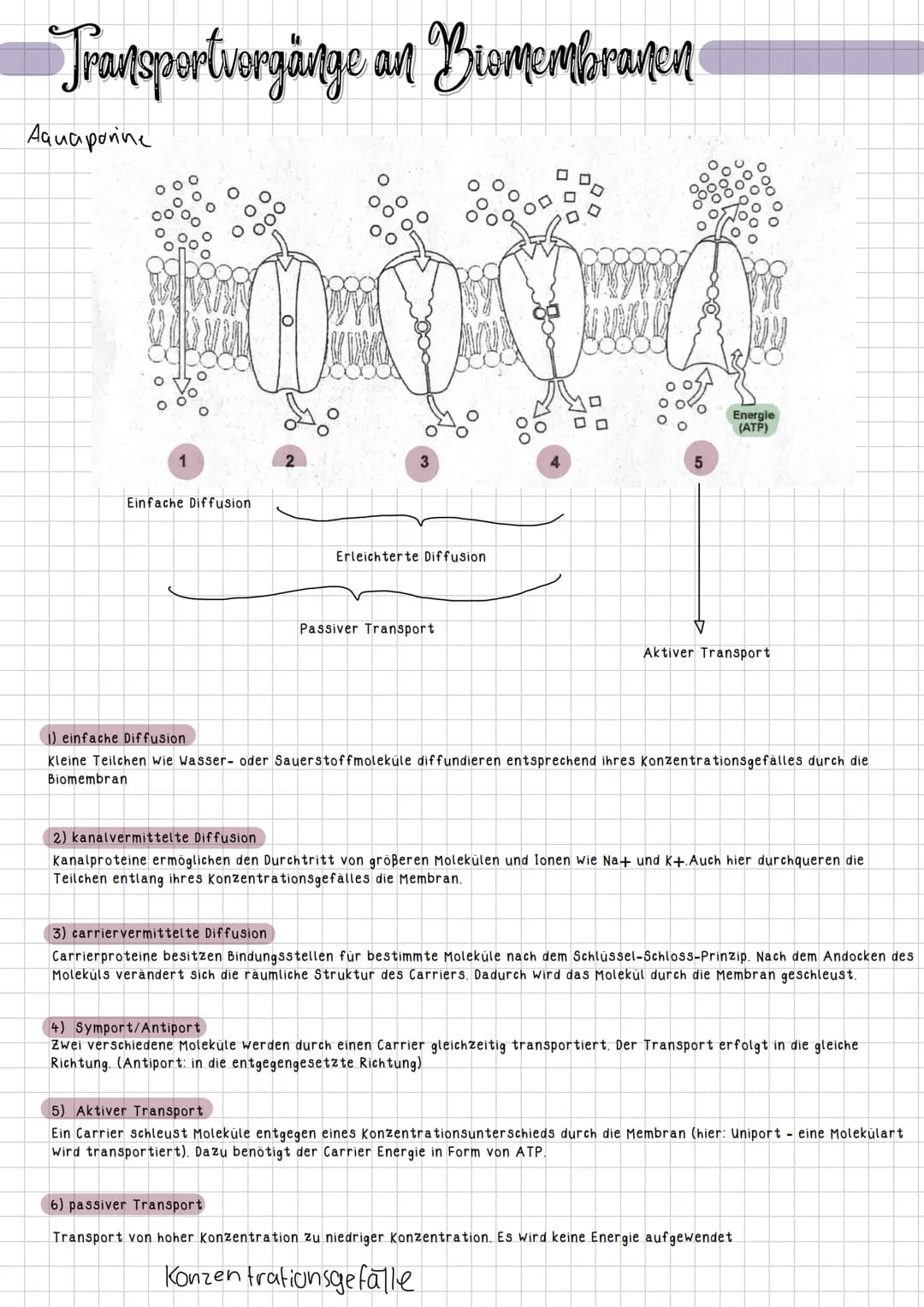 Transportvorgänge an Biomembranen
Aquaponine
00
1
Einfache Diffusion
3
_
3) carriervermittelte Diffusion
Erleichterte Diffusion.
Passiver Tr