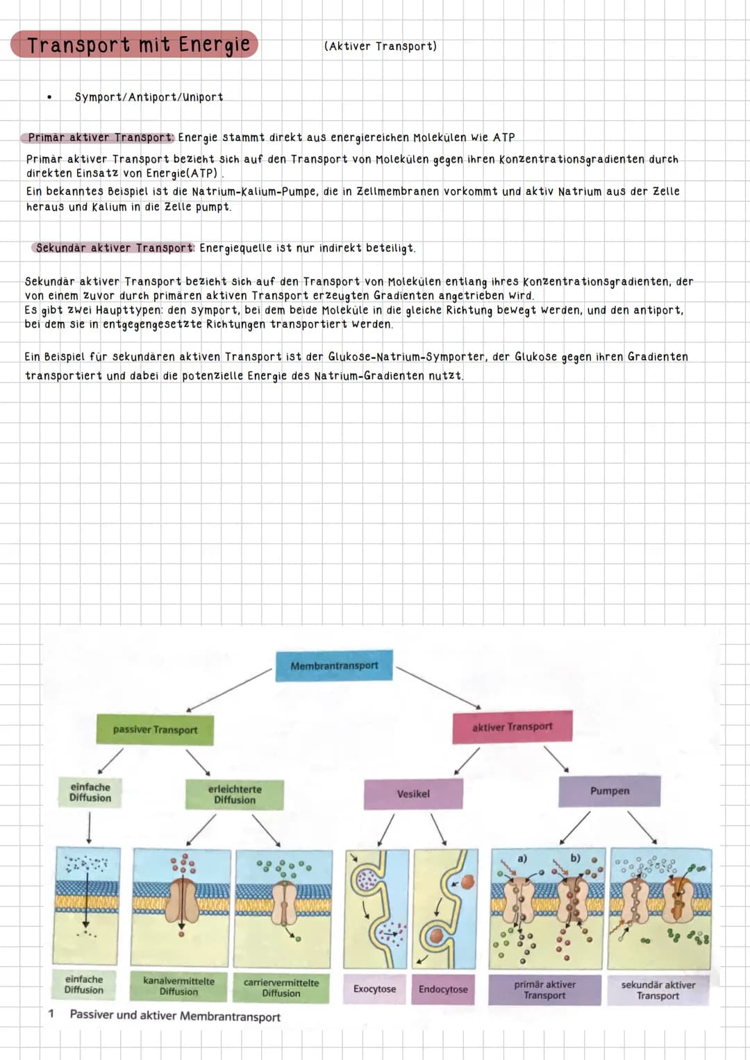 Transportvorgänge an Biomembranen
Aquaponine
00
1
Einfache Diffusion
3
_
3) carriervermittelte Diffusion
Erleichterte Diffusion.
Passiver Tr