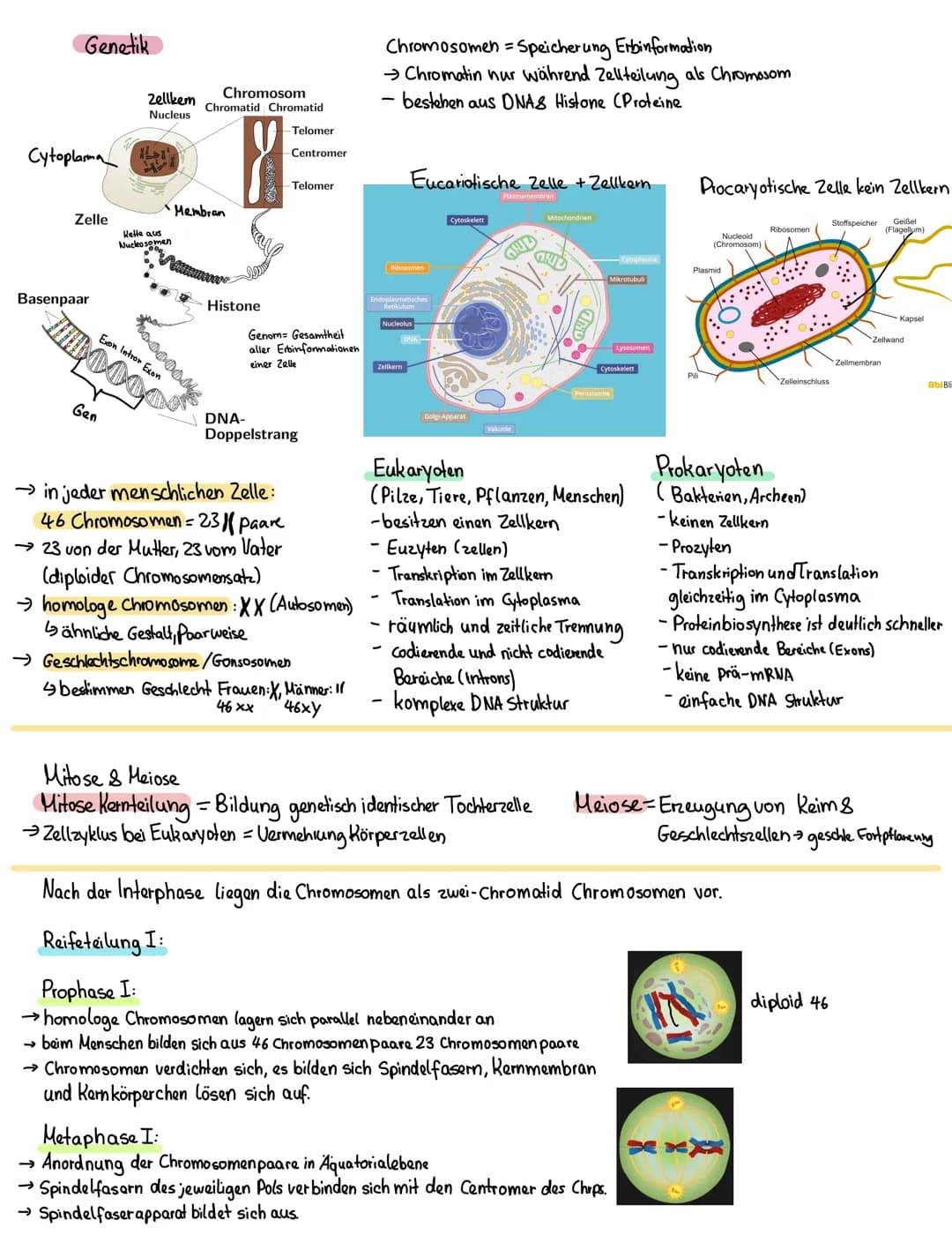 Genetik
Cytoplasma
Zelle
Basenpaar
Chromosom
Zellkem Chromatid Chromatid
Nucleus
Gen
Kette aus
Nucleosomen
Membran
Exon Intron Exon
HBOOOO
4