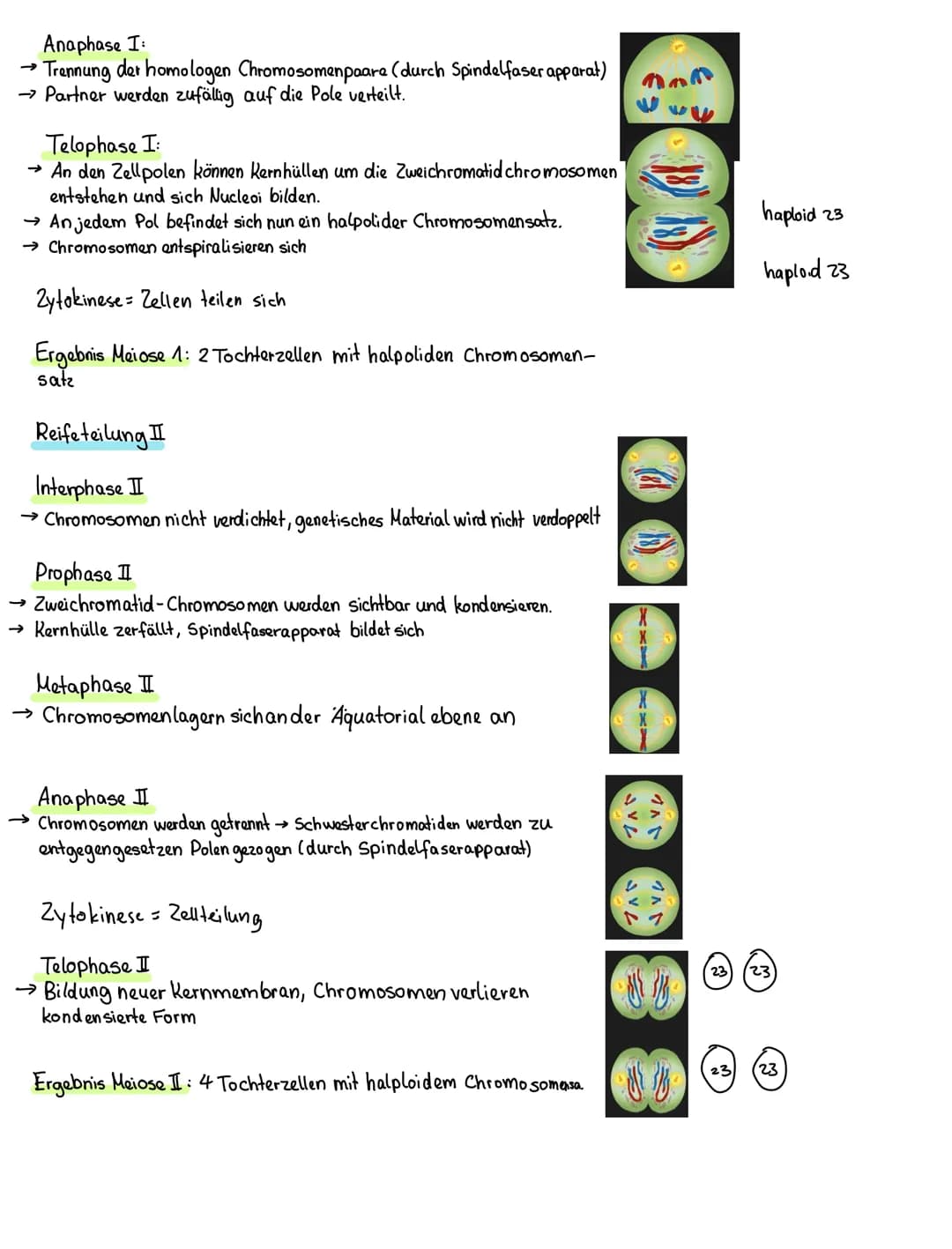 Genetik
Cytoplasma
Zelle
Basenpaar
Chromosom
Zellkem Chromatid Chromatid
Nucleus
Gen
Kette aus
Nucleosomen
Membran
Exon Intron Exon
HBOOOO
4