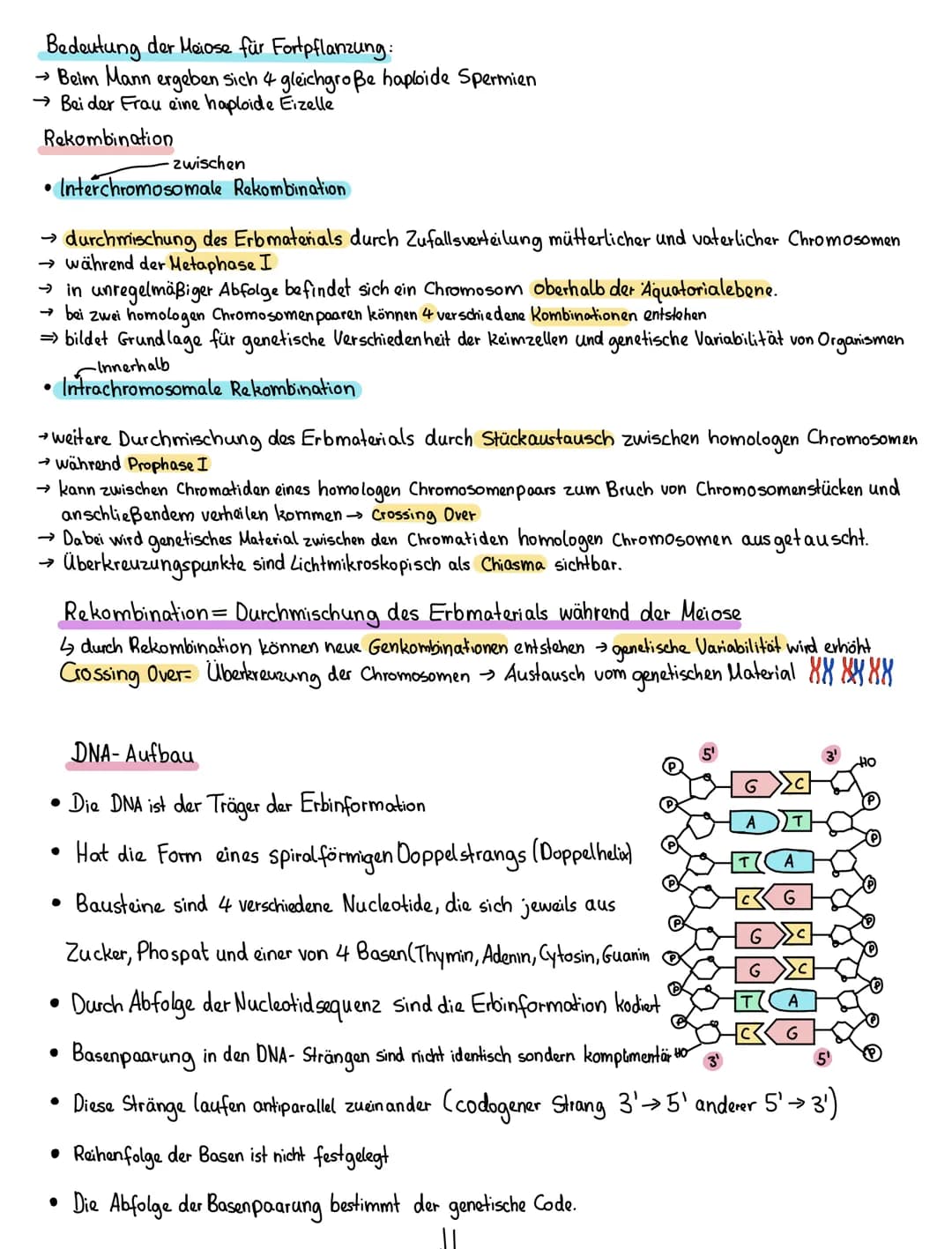 Genetik
Cytoplasma
Zelle
Basenpaar
Chromosom
Zellkem Chromatid Chromatid
Nucleus
Gen
Kette aus
Nucleosomen
Membran
Exon Intron Exon
HBOOOO
4
