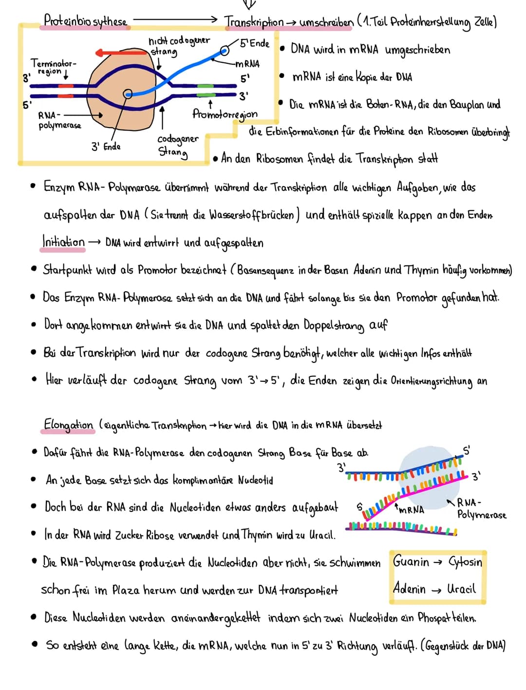 Genetik
Cytoplasma
Zelle
Basenpaar
Chromosom
Zellkem Chromatid Chromatid
Nucleus
Gen
Kette aus
Nucleosomen
Membran
Exon Intron Exon
HBOOOO
4