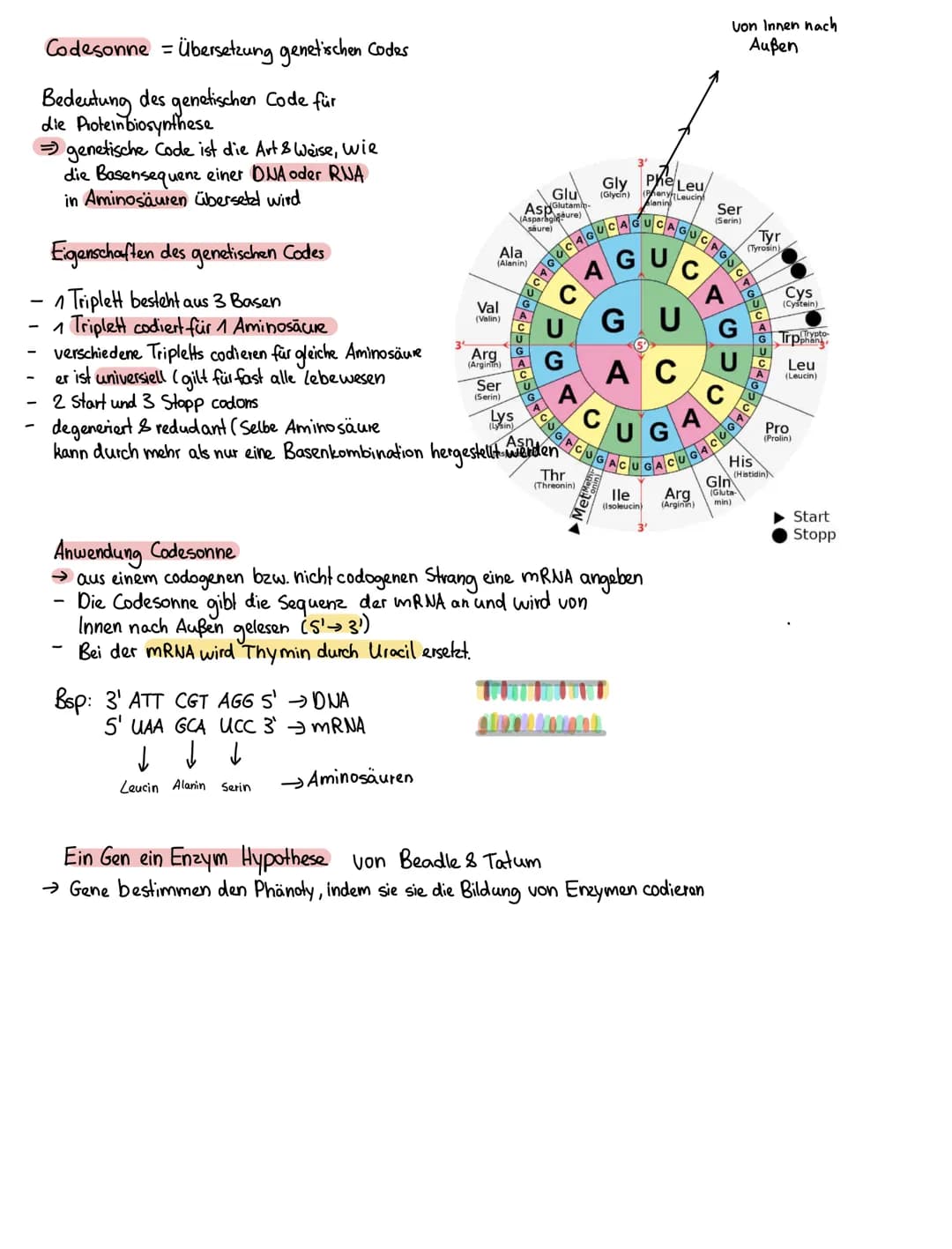 Genetik
Cytoplasma
Zelle
Basenpaar
Chromosom
Zellkem Chromatid Chromatid
Nucleus
Gen
Kette aus
Nucleosomen
Membran
Exon Intron Exon
HBOOOO
4