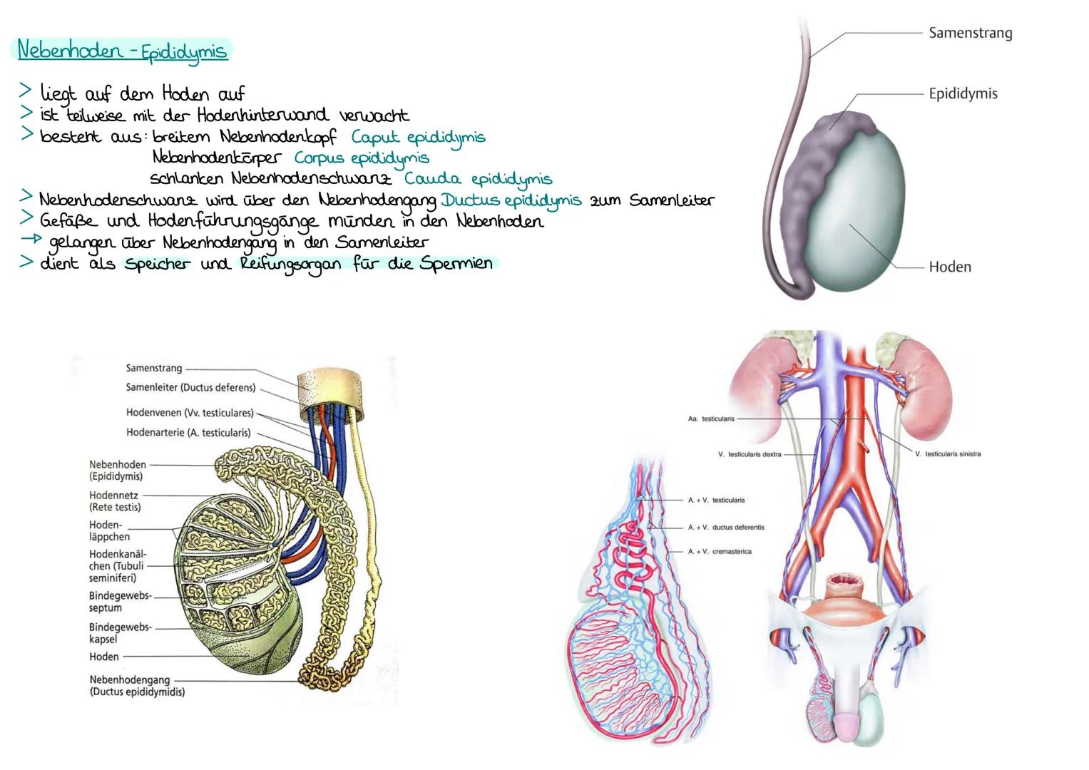 Innere Geschlechtsorgane: Hoden Testis/Nebenhoden Epididymis
Samenleiter Ductus deferens / Bläschendrisen Glandulae vesiculosae
Vorsteherdrü