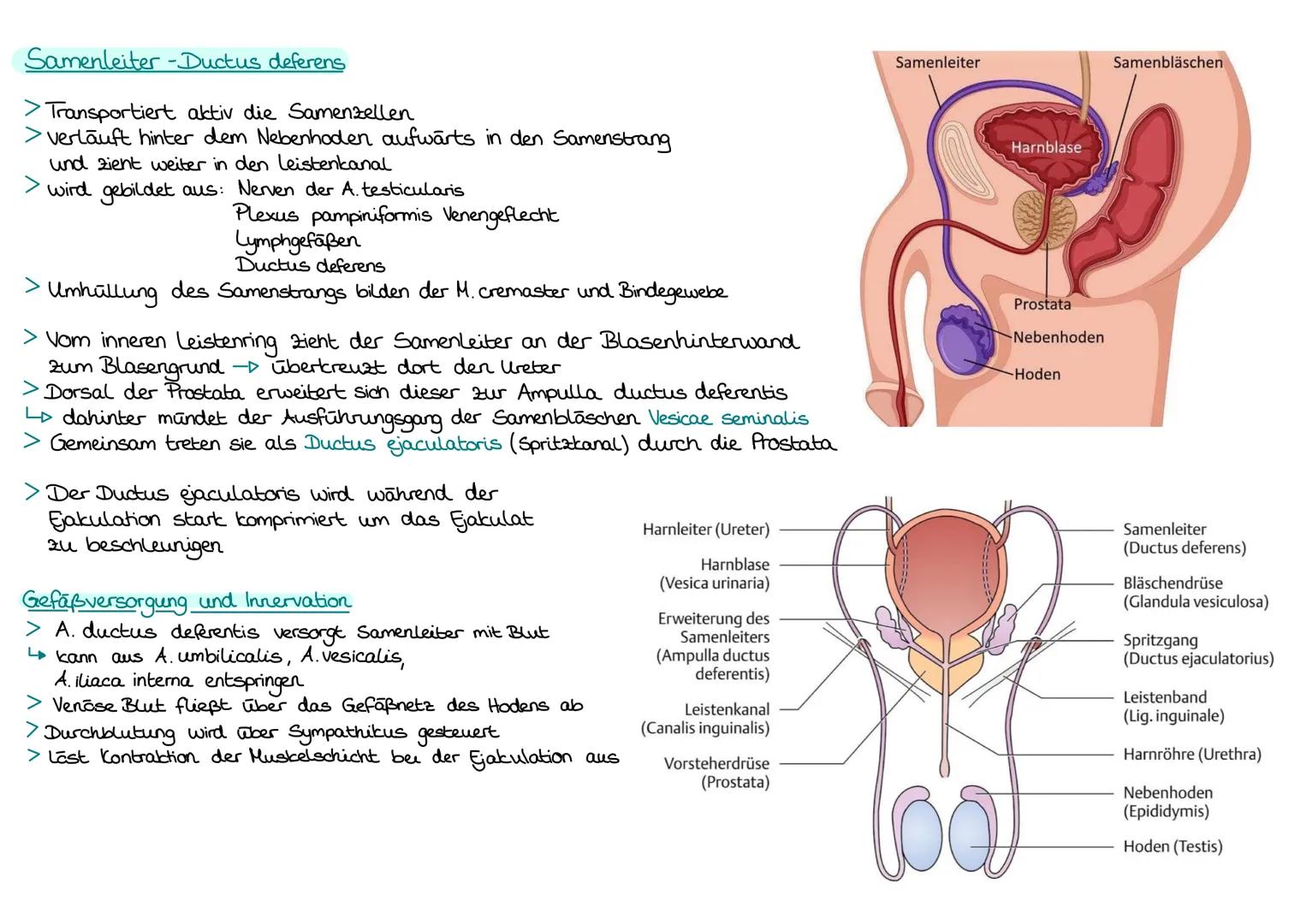 Innere Geschlechtsorgane: Hoden Testis/Nebenhoden Epididymis
Samenleiter Ductus deferens / Bläschendrisen Glandulae vesiculosae
Vorsteherdrü