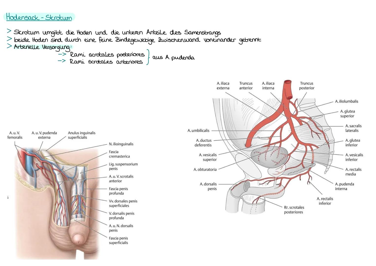 Innere Geschlechtsorgane: Hoden Testis/Nebenhoden Epididymis
Samenleiter Ductus deferens / Bläschendrisen Glandulae vesiculosae
Vorsteherdrü