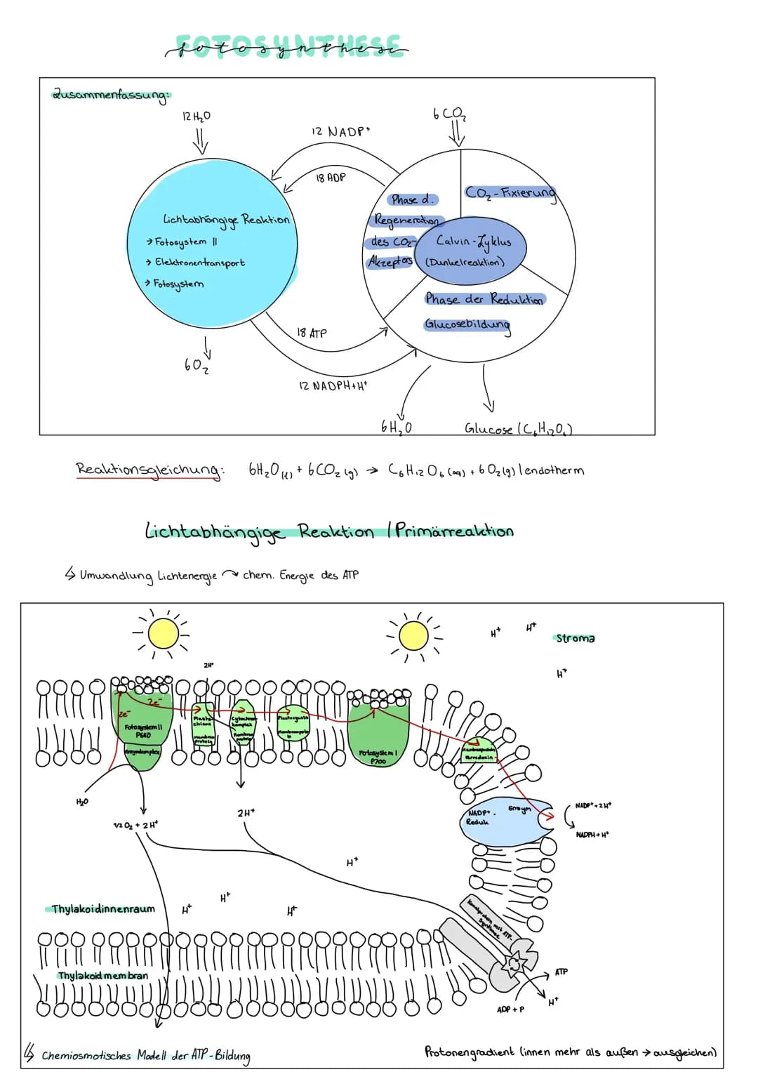Fotosynthese