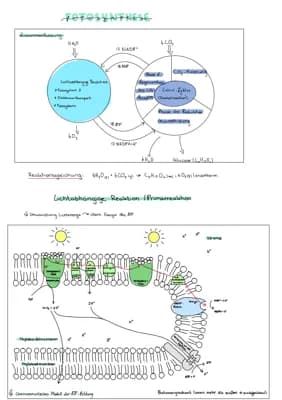 Know Fotosynthese thumbnail