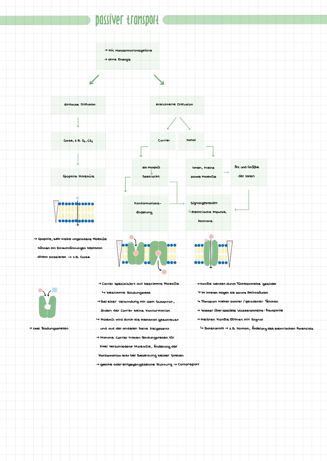 einfache Diffusion
Gase, z.B. 0₂, CO₂
lipophile Moleküle
●●●●●●●●●●
●●●●●●●●●●
passiver transport
zwei Bindungsstellen.
→ mit Konzentrations