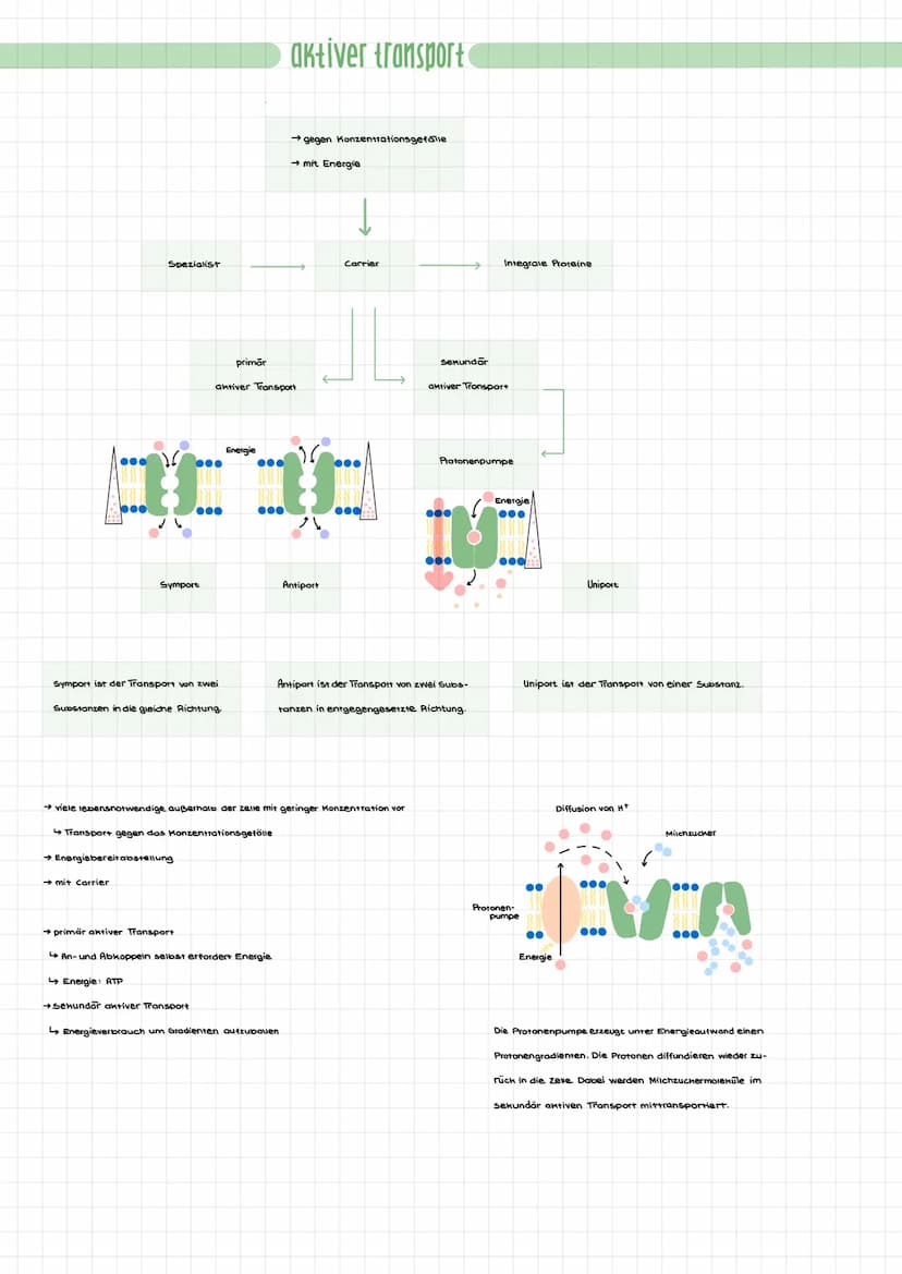 einfache Diffusion
Gase, z.B. 0₂, CO₂
lipophile Moleküle
●●●●●●●●●●
●●●●●●●●●●
passiver transport
zwei Bindungsstellen.
→ mit Konzentrations