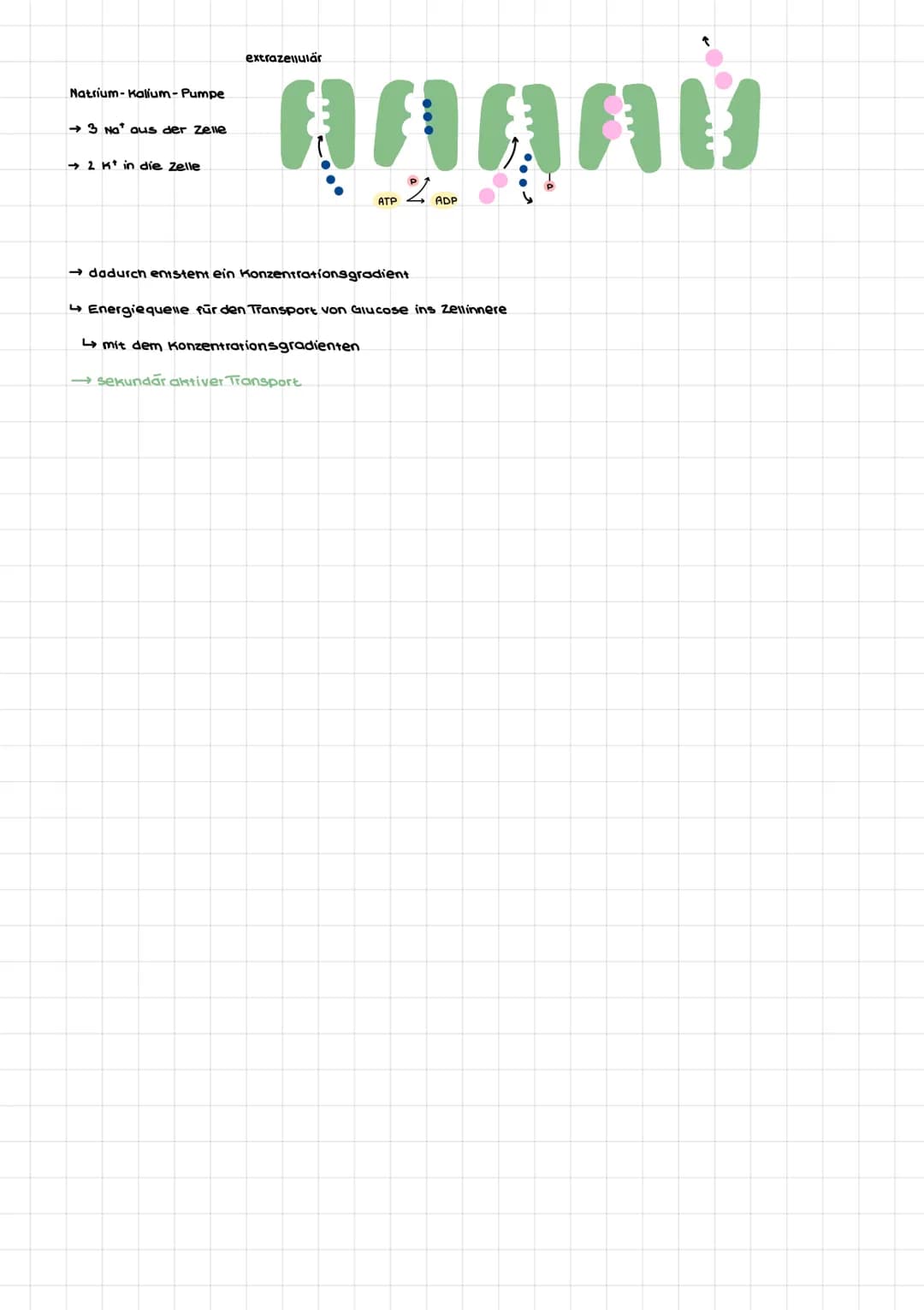einfache Diffusion
Gase, z.B. 0₂, CO₂
lipophile Moleküle
●●●●●●●●●●
●●●●●●●●●●
passiver transport
zwei Bindungsstellen.
→ mit Konzentrations