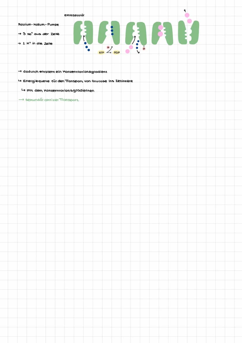 einfache Diffusion
Gase, z.B. 0₂, CO₂
lipophile Moleküle
●●●●●●●●●●
●●●●●●●●●●
passiver transport
zwei Bindungsstellen.
→ mit Konzentrations