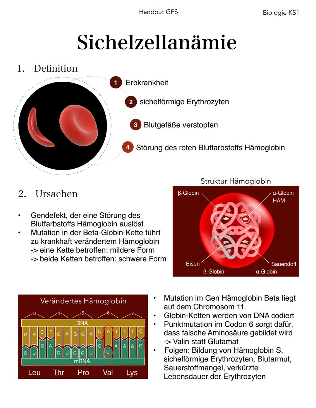 Handout GFS Sichelzellanämie 