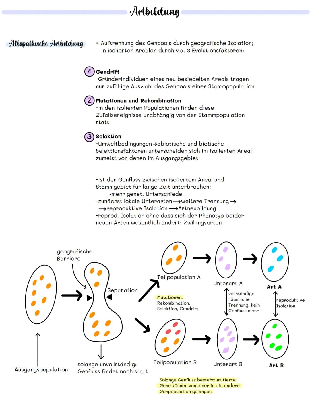 Allopathische Artbildung
Ausgangspopulation
geografische
Barriere
= Auftrennung des Genpools durch geografische Isolation;
in isolierten Are