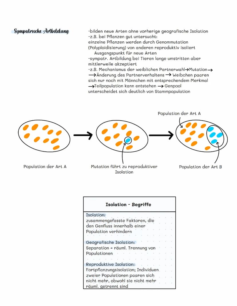 Allopathische Artbildung
Ausgangspopulation
geografische
Barriere
= Auftrennung des Genpools durch geografische Isolation;
in isolierten Are