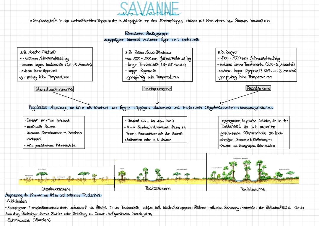 Vegetationszonen weltweit – Pflanzen, Merkmale und Verbreitung