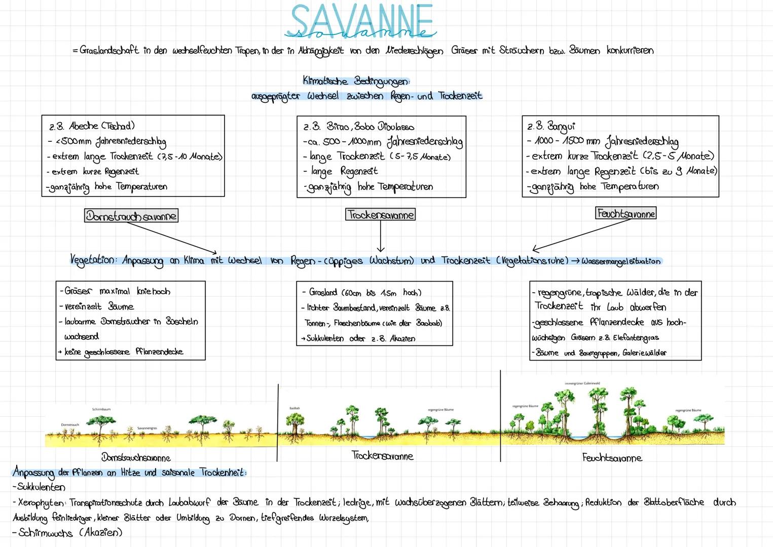 SAVANNE
= Graslandschaft in den wechselfeuchten Tropen, in der in Abhängigkeit von den Niederschlägen Gräser mit Sträuchern bzw. Bäumen konk