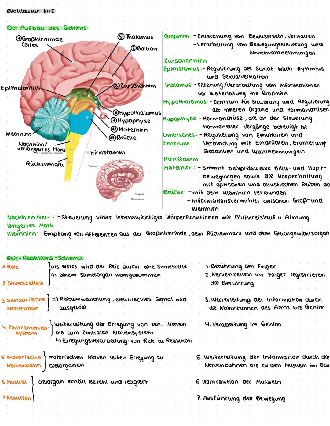 Biohlausur. Nr2
Der Aufbau des Gehirns
Großhirnrinde
Cortex
Epithalamus
neinnirn
Nachhirn/
verlängertes Maru
1 Großhirn des Menschen
Rüchenm