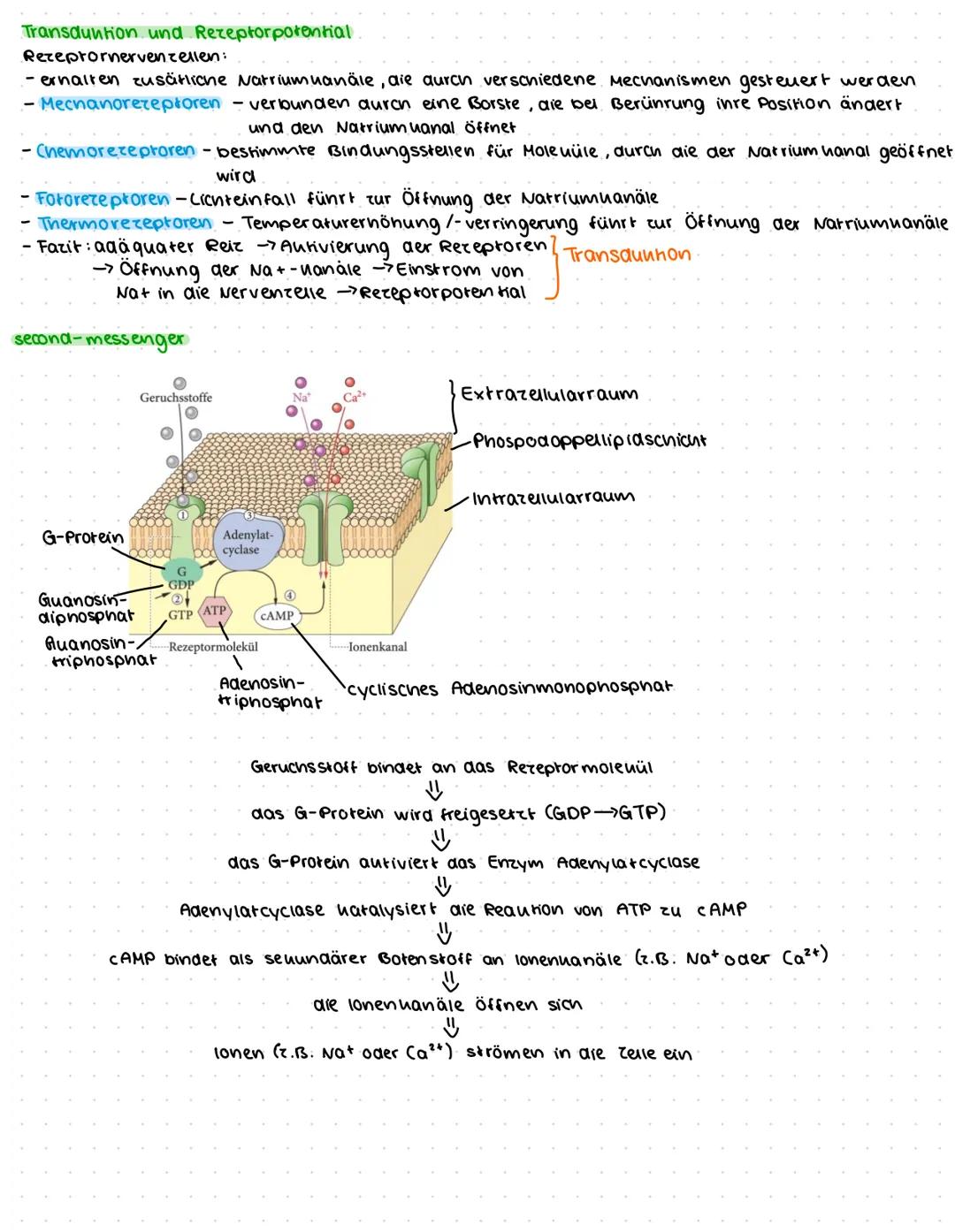 Biohlausur. Nr2
Der Aufbau des Gehirns
Großhirnrinde
Cortex
Epithalamus
neinnirn
Nachhirn/
verlängertes Maru
1 Großhirn des Menschen
Rüchenm