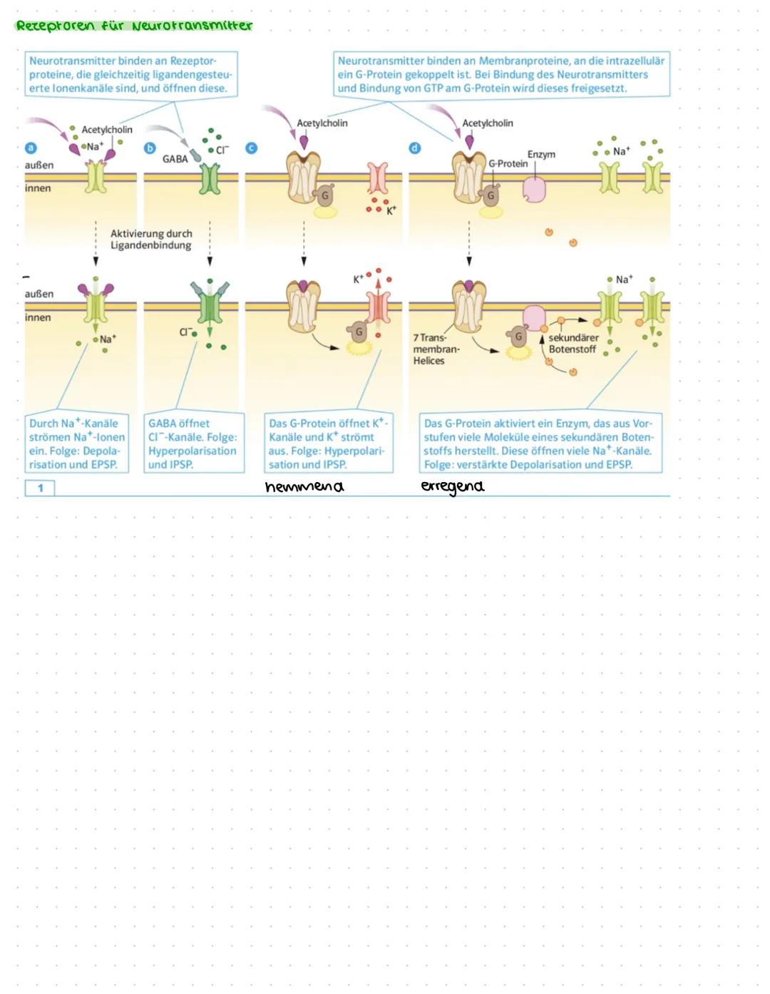 Biohlausur. Nr2
Der Aufbau des Gehirns
Großhirnrinde
Cortex
Epithalamus
neinnirn
Nachhirn/
verlängertes Maru
1 Großhirn des Menschen
Rüchenm