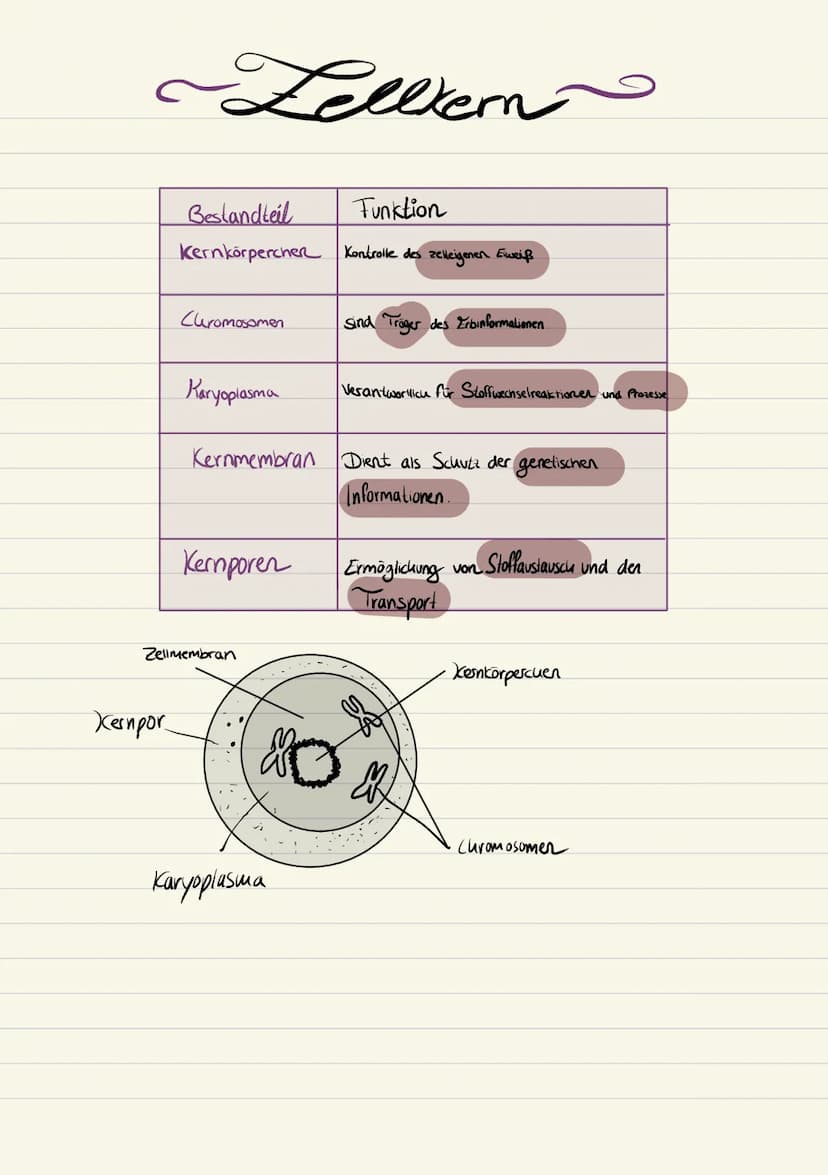 Biologie
Sarah Kramer
Klasse 10c 3. Zellmembran
4. Zellplasma
2. Tüpfel
5. Hitochondrien
Endplasmatisches
Ritikulum
Ribosomen
Cytoplasma
Mit
